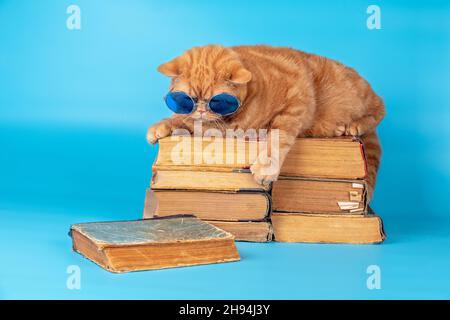 Niedliche Geschäftskatze trägt eine Brille, die ein Buch liest. Die Katze liegt auf dem Stapel alter Bücher auf blauem Hintergrund Stockfoto