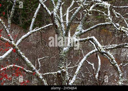 SCHNEEBEDECKTE ÄSTE EINES ALTEN WILD GEWACHSENEN BAUMES SORBUS AUCUPARIA IM WINTER Stockfoto