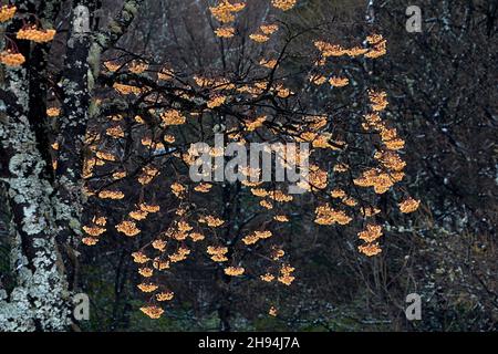GELBE BEEREN UND GRAU-GRÜNE FLECHTEN EINES KULTIVIERTEN ROWAN-BAUMES IM WINTER SORBUS AUCUPARIA Stockfoto
