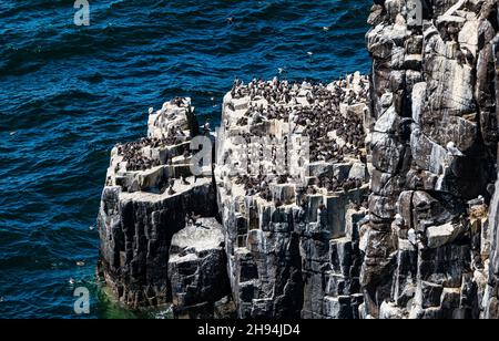 Guillemots (Uria aalge) auf niedrigen Klippen am Meer, Isle of May, Schottland, Großbritannien Stockfoto