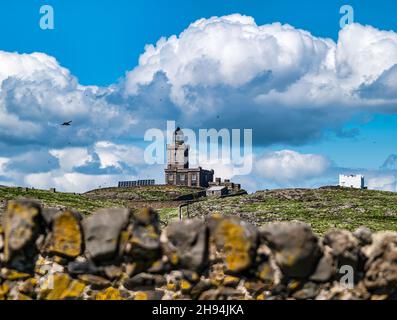 Papageientaucher fliegen am viktorianischen Leuchtturm vorbei. Isle of May, Schottland, Vereinigtes Königreich, Natur Schottlands Seevögelreservat Stockfoto