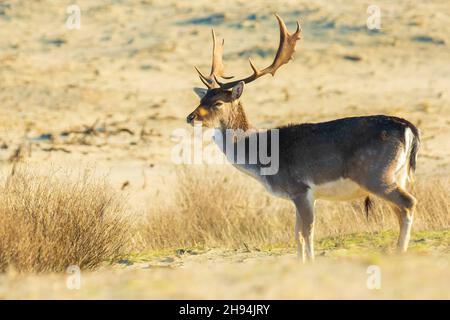 Falter Hirsch Dama Dama Dama mit großen Geweihen, die in einer Dünenlandschaft forsten, selektiver Fokus verwendet. Stockfoto