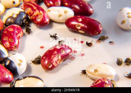 Bohnensamen werden vollständig durch den Bohnenkweevil zerstört, was zu einem Mangel an landwirtschaftlichen Produkten führte, selektiver Fokus Stockfoto