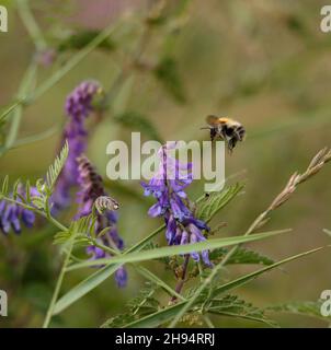 Hummel auf der Nahrungssuche unter Vetch Stockfoto