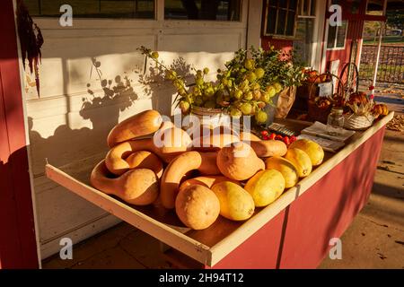 Wintereinschläge - manchmal auch Knochenmark genannt - werden auf einem Bauernmarkt in Bowmansville, Lancaster County, Pennsylvania, USA, ausgestellt Stockfoto