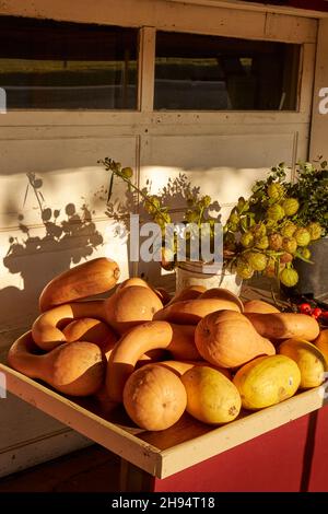 Wintereinschläge - manchmal auch Knochenmark genannt - werden auf einem Bauernmarkt in Bowmansville, Lancaster County, Pennsylvania, USA, ausgestellt Stockfoto