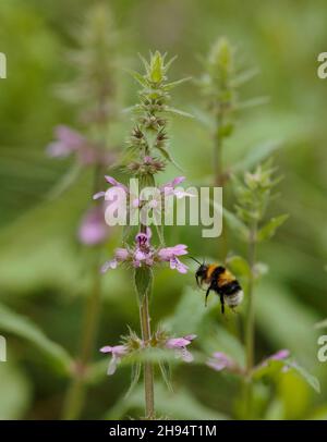 Hummel auf der Nahrungssuche unter Vetch Stockfoto