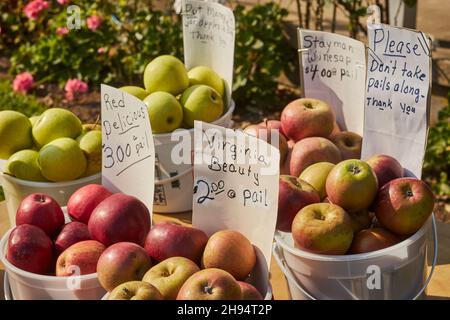 Äpfel zum Verkauf auf einem Bauernmarkt am Straßenrand in Amish Country, Leola, Lancaster County, Pennsylvania, USA Stockfoto