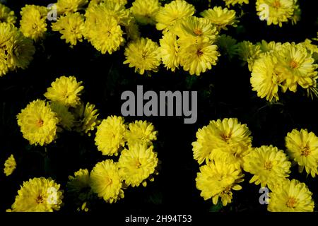 Gelbe kleine viele Blumen, Gänseblümchen mit leerem, leerem Platz für Text in der Mitte des Fotos Stockfoto