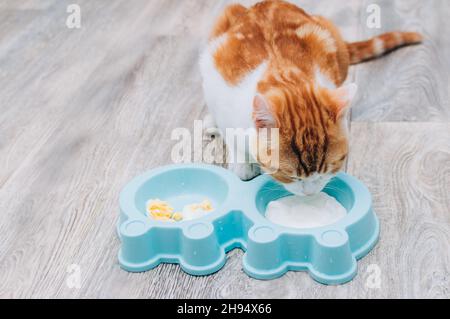 Ingwer-Katze isst Joghurt aus seiner Schüssel. Natürliches Katzenfutter-Konzept Stockfoto