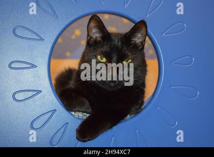 Eine schwarze Katze, die aus blauen Möbeln guckt, blickt direkt in den Rahmen Stockfoto