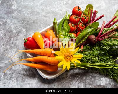 Frisches rohes Gemüse Kirschtomaten, Paprika, Karotten, Rüben, Okra-Sonnenblume. Draufsicht Stockfoto