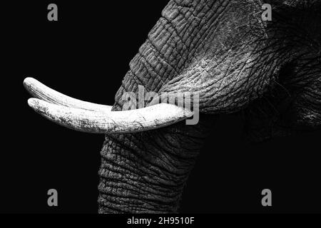 Elephant zeigt stolz seine Stoßzähne, kurz nachdem sie ihr Kalb vor einer Gruppe von Löwen beschützt hat. Stockfoto