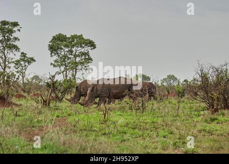 Gruppe von weißen Nashorn oder quadratischen Nashorn, Ceratotherium simum, Beweidung in den dichten afrikanischen Busch Stockfoto