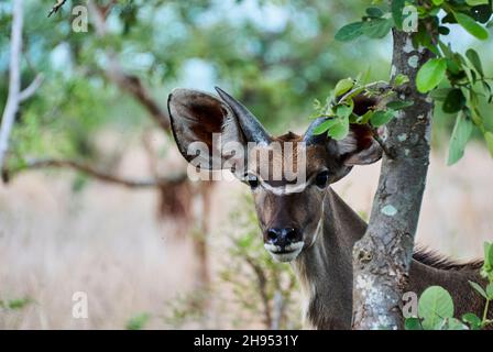 Der große Kudu, Tragelaphus strepsiceros, ist eine große Waldantilope, die im gesamten östlichen und südlichen Afrika gefunden wird. Stockfoto