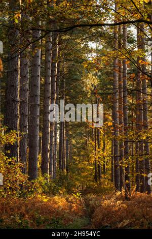 Herbstmorgen im Sherwood Forest, Nottinghamshire, England Stockfoto