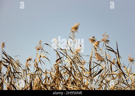 Trockene Dickichte von Küstenrohren auf dem Hintergrund des klaren Himmels, neutrale Farben. Pampas Gras im Freien in hellen Pastellfarben. Nahaufnahme. Selektiver Fokus. Kopieren Stockfoto