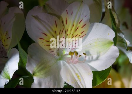 Nahaufnahme einer schönen weißen peruanischen Lilie auf schwarzem Hintergrund, Lilie der Inkas (Alstroemeria) Stockfoto