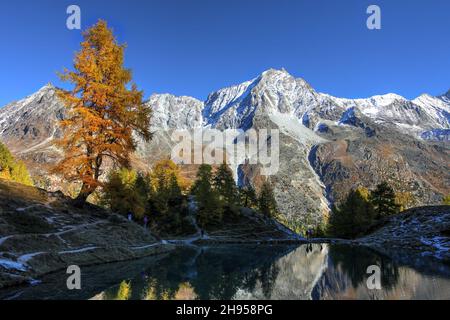 Herbstszene am Lac Bleu im Val d'Hérens, Kanton Wallis, Schweiz. Die untergehende Sonne zündet die Lärchen in Brand, während Dent De Perroc (3'676m Stockfoto