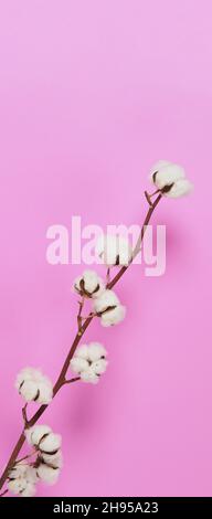 Blumen aus natürlicher Baumwolle. Echte zarte weichen und sanften natürlichen weißen Baumwollkugeln Blumenzweige und rosa Hintergrund. Blumenzusammensetzung. japan minim Stockfoto