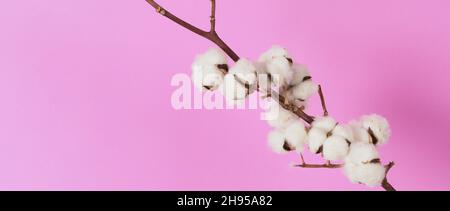 Blumen aus natürlicher Baumwolle. Echte zarte weichen und sanften natürlichen weißen Baumwollkugeln Blumenzweige und rosa Hintergrund. Blumenzusammensetzung. japan minim Stockfoto