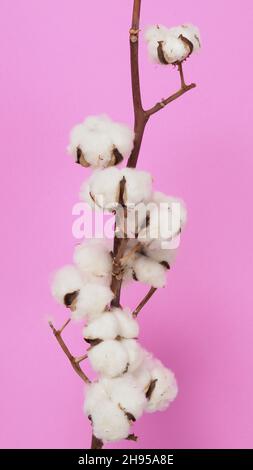 Blumen aus natürlicher Baumwolle. Echte zarte weichen und sanften natürlichen weißen Baumwollkugeln Blumenzweige und rosa Hintergrund. Blumenzusammensetzung. japan minim Stockfoto