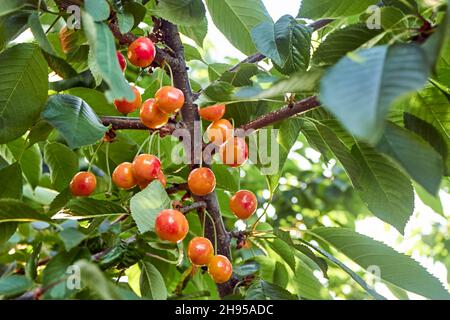Eine Gruppe von reifen Orangenkirschen im Baum. Die Früchte hängen an einem Ast eines Kirschbaums. Das Thema Gartenarbeit, Landwirtschaft, eine reiche Ernte, Stockfoto