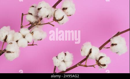 Blumen aus natürlicher Baumwolle. Echte zarte weichen und sanften natürlichen weißen Baumwollkugeln Blumenzweige und rosa Hintergrund. Blumenzusammensetzung. japan minim Stockfoto