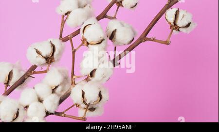 Blumen aus natürlicher Baumwolle. Echte zarte weichen und sanften natürlichen weißen Baumwollkugeln Blumenzweige und rosa Hintergrund. Blumenzusammensetzung. japan minim Stockfoto