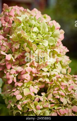 Großblättrige Hortensien der Endless Summer Sorte am Ende der Blüte im Oktober. Im Garten Stockfoto