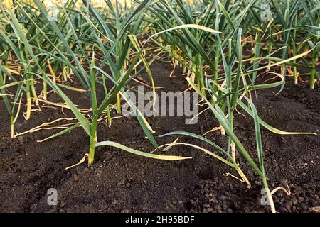 Grüner junger Knoblauch, der in Reihen auf dem Land gepflanzt wurde. Glatte Reihen von wachsenden jungen Knoblauch im Frühjahr im Garten. Reihen von Knoblauchkeimlingen. Stockfoto