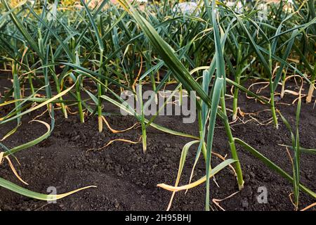 Grüner Knoblauch, der im Frühling in Reihen auf dem Land gepflanzt wurde. Glatte Reihen von wachsenden jungen Knoblauch im Garten. Reihen von Knoblauchkeimlingen. Stockfoto