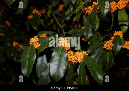 Osmanthus fragrans in Blüte Stockfoto