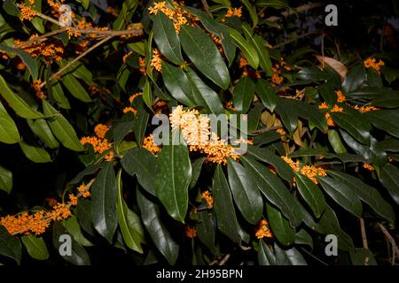 Osmanthus fragrans in Blüte Stockfoto