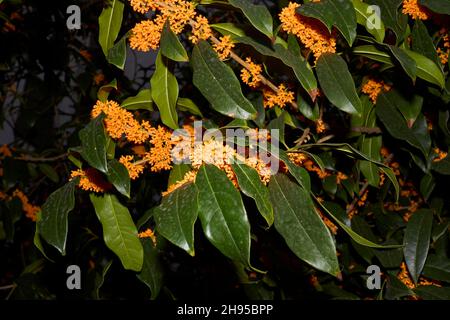 Osmanthus fragrans in Blüte Stockfoto