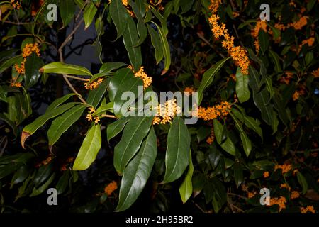 Osmanthus fragrans in Blüte Stockfoto