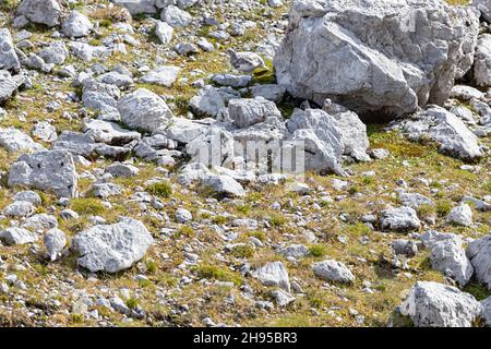 Vier gut getarnte Rock Ptarmigan (Lagopus muta)-Rüben zwischen grauen Felsen Stockfoto