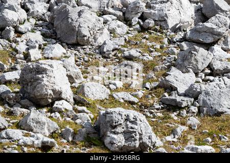 Drei gut getarnte Rock Ptarmigan (Lagopus muta)-Rüben zwischen grauen Felsen Stockfoto