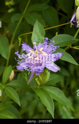 Blühende Passiflora incarnata Stockfoto