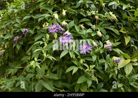 Blühende Passiflora incarnata Stockfoto