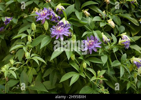 Blühende Passiflora incarnata Stockfoto