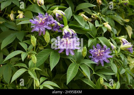 Blühende Passiflora incarnata Stockfoto
