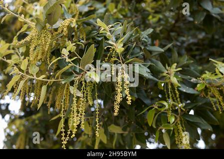 Quercus ilex Baum in Blüte Stockfoto