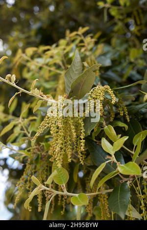 Quercus ilex Baum in Blüte Stockfoto