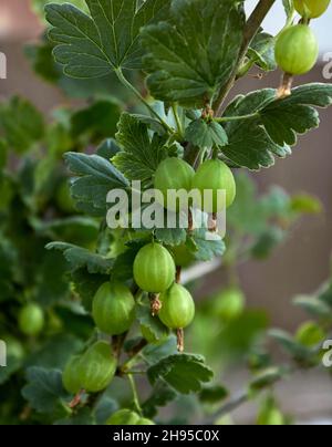 An einem Sommertag im Garten werden grüne, frische Stachelbeerbeeren auf einem Zweig gewürzt. Nahaufnahme der Bio-Stachelbeerbeere hängt an einem Ast. Stockfoto