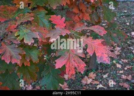 Quercus rubra farbenfrohe Blätter im Herbst Stockfoto