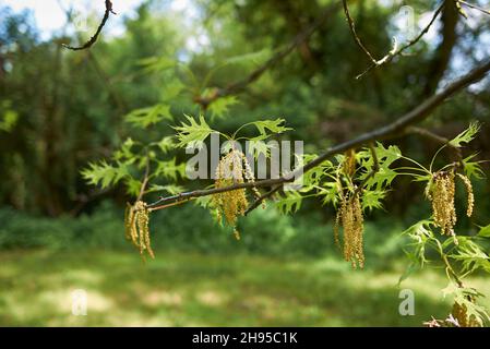 Quercus rubra Frische Blätter und Rinde aus nächster Nähe Stockfoto