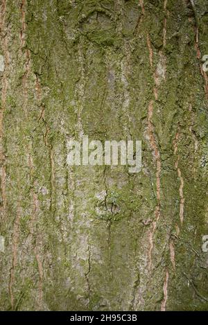 Quercus rubra Frische Blätter und Rinde aus nächster Nähe Stockfoto