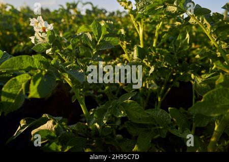 Reihen von jungen Kartoffeln im Garten. Kartoffelsträucher, die mit weißen Blüten auf einem Gemüsebett blühen. Das Thema Gartenarbeit, Landwirtschaft Stockfoto