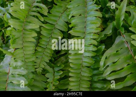 Florale Hintergründe, Nephrolepis exaltata oder Boston Farn oder Green Lady Hauspflanze als Hintergrund. Natürliche Abstraktion mit Nahaufnahme Liebe Leiter Pflanze leAV Stockfoto